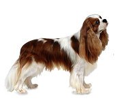 Cavalier-King-Charles-spaniel