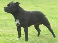 Staffordshire-bulterrier