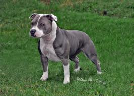 Staffordshire-bulterrier1