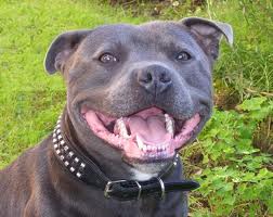 Staffordshire-bulterrier3