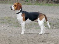 beagle