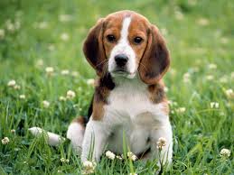 beagle