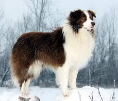 bordercollie1