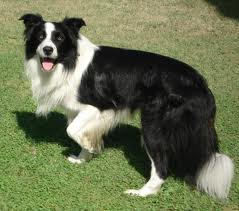 bordercollie2