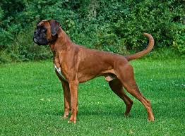 hond boxer