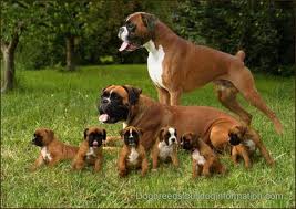 puppies boxer