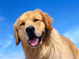 golden retriever