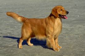 golden retriever