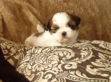 shihtzu-puppy - hondenrassen