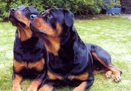 rottweiler hondenrassen