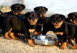 rottweilerpuppies