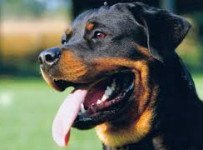 rottweilers