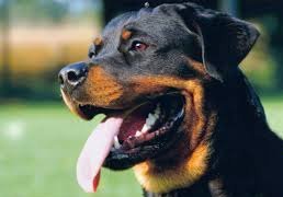 rottweilers