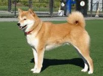 shiba