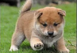 shiba pups