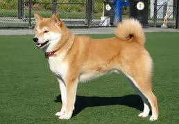 shiba