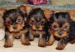 yorkshireterrier pups