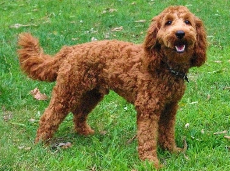 Labradoodle