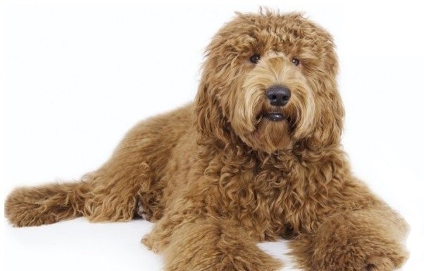 Labradoodle