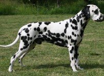 dalmatier