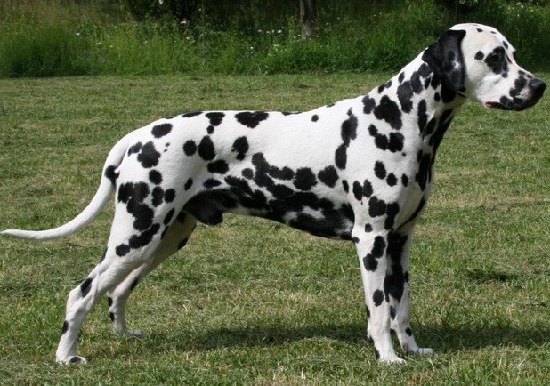 dalmatier