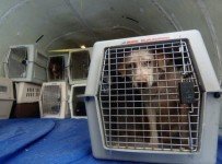 dierenasielen en opvang honden en katten in belgie