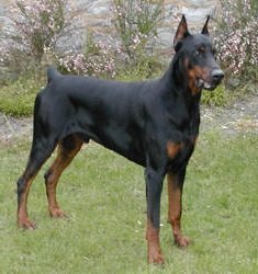 doberman