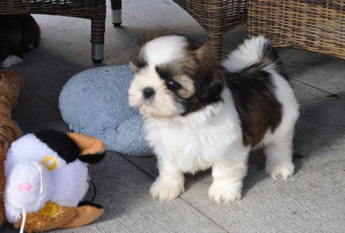 puppy zindelijk maken