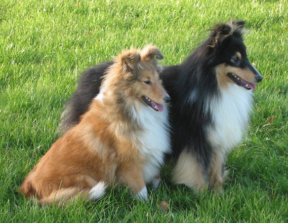 sheltie pup