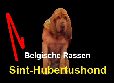 sint hubertushond