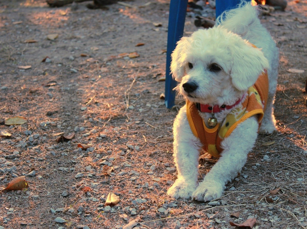 hondenrassen Bichon Frise