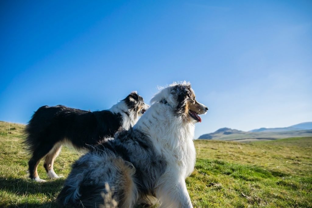 Australian-Shepherd