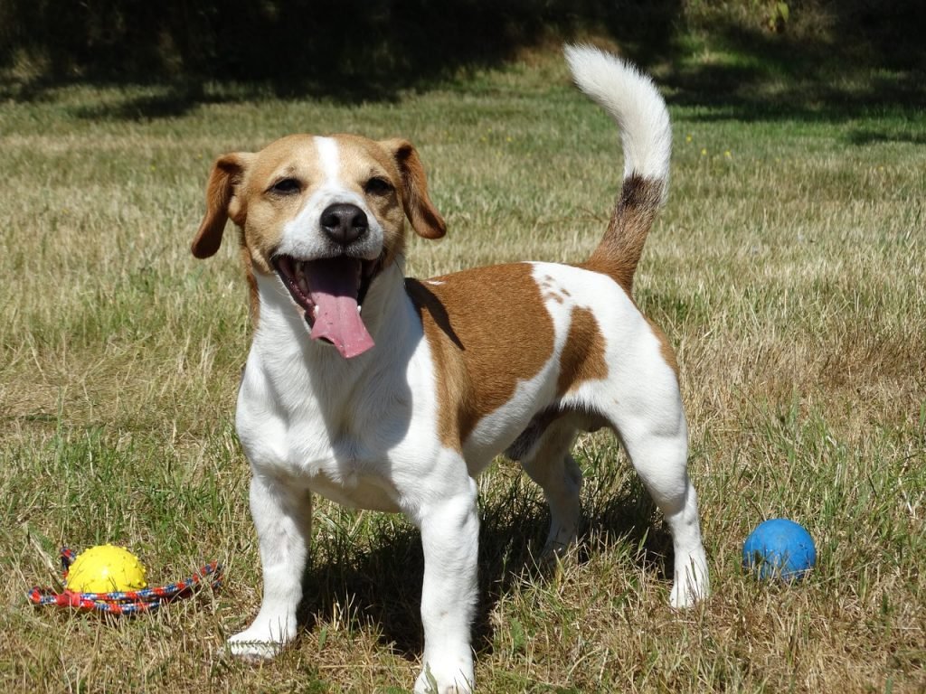 Jack Russell terrier