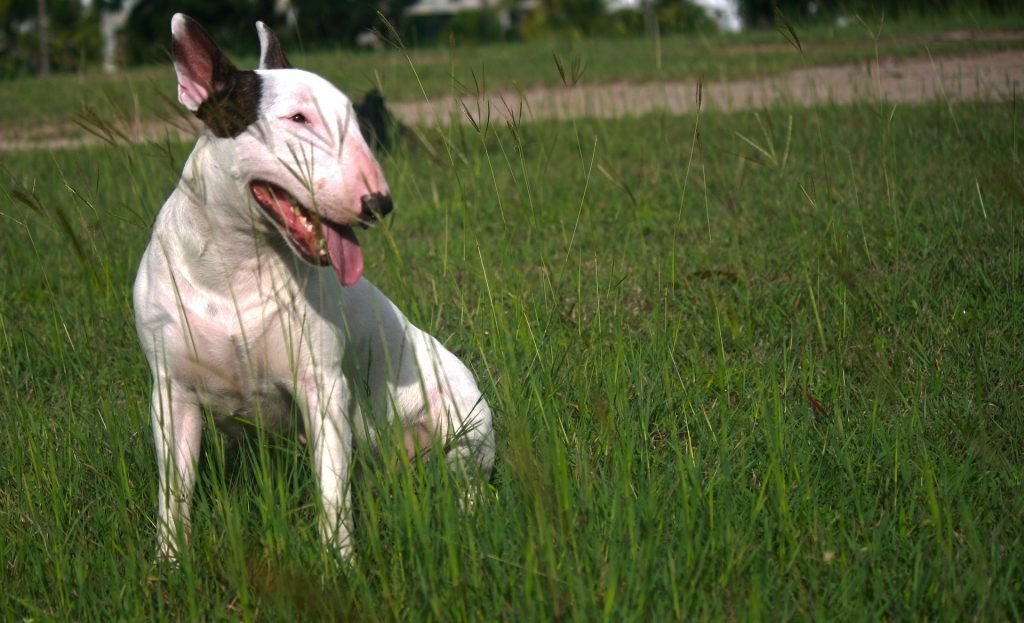 Bull Terrier - hondenras