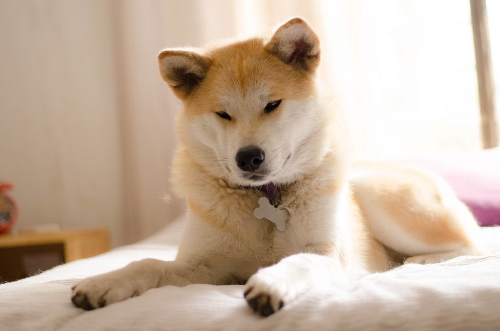 Akita Inu