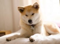 Akita Inu