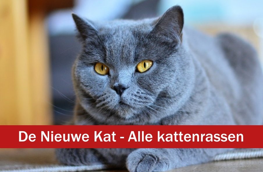 kattenrassen - de nieuwe kat