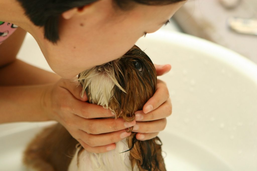 10 tips bij het kiezen van hondenshampoo