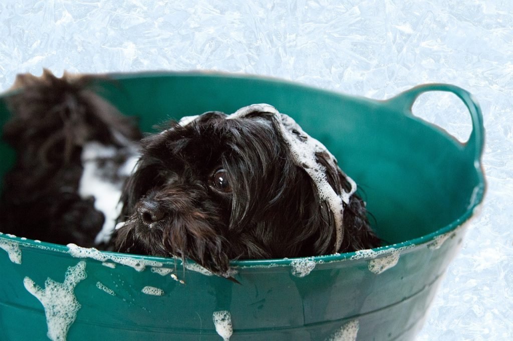 10 tips bij het kiezen van hondenshampoo