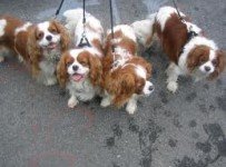 Cavalier-King-Charles-spaniel