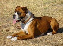 boxer hond trainen