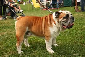 engelse-bulldog