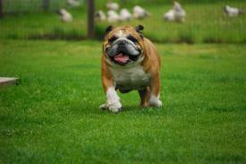 engelse-bulldog