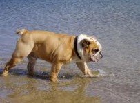 engelse-bulldog