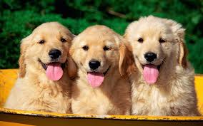 golden retriever pups