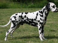 dalmatier