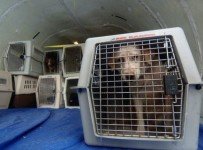 dierenasielen en opvang honden en katten in belgie