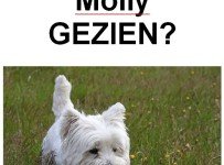 wie heeft molly gezien