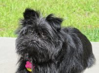 Affenpinscher