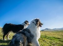 Australian-Shepherd